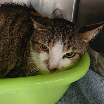 Miss Kitty -  Domestic Short Hair Cat for Adoption in Ardmore, Oklahoma - Miss Kitty | PetCurious
