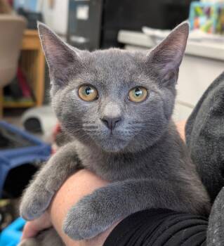 FRED -  Domestic Short Hair Cat for Adoption in Canfield, Ohio - FRED | PetCurious