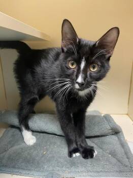 Rescue Domestic Short Hair Cats for Adoption in Germantown, Tennessee - Jim | PetCurious