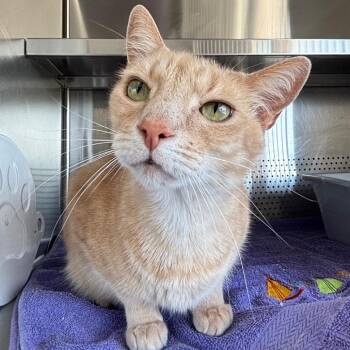 Domestic Short Hair Cats Available for Adoption - Mr. O