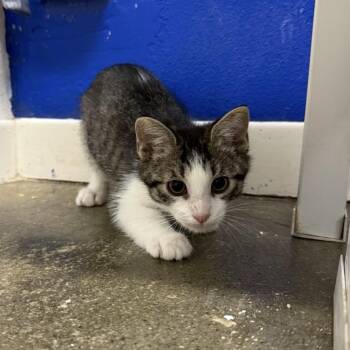 Hugo -  Domestic Short Hair Cat for Adoption in Los Angeles, California - Hugo | PetCurious