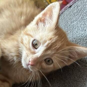 Domestic Medium Hair Cats Available for Adoption in Minnetonka, Minnesota - Butterscotch C69434 | PetCurious