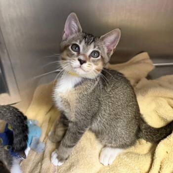 Dandelion -  Domestic Short Hair Cat for Adoption in Asheville, North Carolina - Dandelion | PetCurious