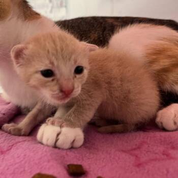 Pumpkin pie -  Domestic Short Hair Cat Available for Adoption in West Palm Beach, Florida - Pumpkin Pie | PetCurious