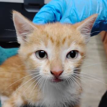 Tiki -  Domestic Short Hair Cat for Adoption in Summerville, South Carolina - Tiki | PetCurious
