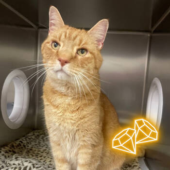 Rescue Domestic Short Hair Cats for Adoption in East Hampton, New York - Lion | PetCurious