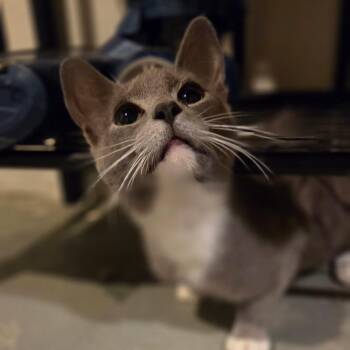 Clarice -  Domestic Short Hair Cat for Adoption in Ephrata, Pennsylvania - Clarice | PetCurious