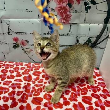 Domestic Short Hair Cats Available for Adoption - Penelope | PetCurious