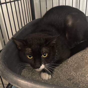Derek -  Domestic Short Hair Cat for Adoption in Corbin, Kentucky - Derek | PetCurious