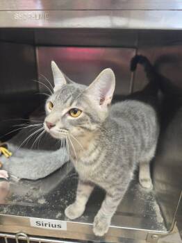 Sirius -  Domestic Short Hair Cat for Adoption in Justin, Texas - Sirius | PetCurious