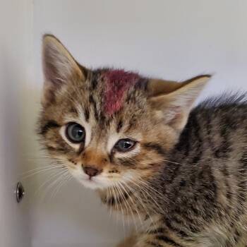 The Situation -  Domestic Short Hair Cat for Adoption in Phoenix, Arizona - The Situation | PetCurious