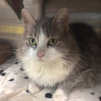 Domestic Long Hair Cats Available for Adoption in Belleville, Illinois - Wildflower | PetCurious