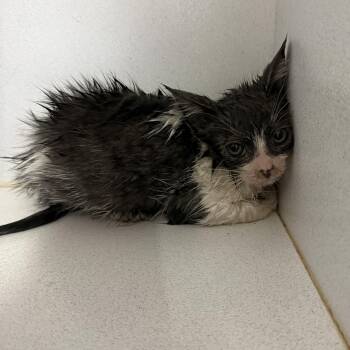 Domestic Short Hair Cats Available for Adoption in Columbia, South Carolina - Master Splinter | PetCurious