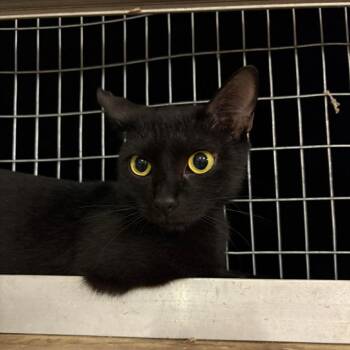 Domestic Short Hair Cats Available for Adoption - Mavis | PetCurious