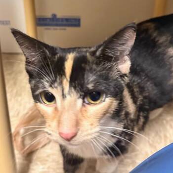 Callie -  Domestic Short Hair Cat for Adoption in League City, Texas - Callie | PetCurious