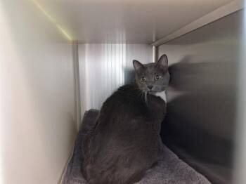 Domestic Short Hair Cats Available for Adoption in Colorado Springs, Colorado - SISTER MCPHERSON | PetCurious