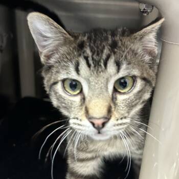 Rescue Domestic Short Hair Cats for Adoption in Santa Fe, New Mexico - Joni | PetCurious