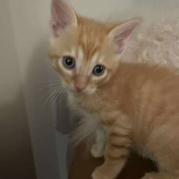 Rescue Domestic Short Hair Cats for Adoption in Fort Worth, Texas - Pumpkin | PetCurious