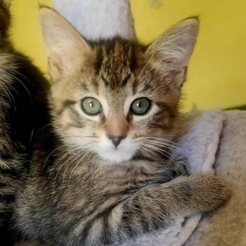 Domestic Short Hair Cats Available for Adoption in Candler, North Carolina - Jennie | PetCurious