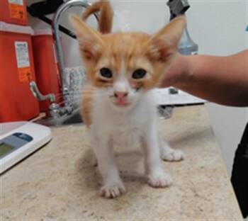 BLAZE -  Domestic Short Hair Cat for Adoption in Albuquerque, New Mexico - BLAZE | PetCurious