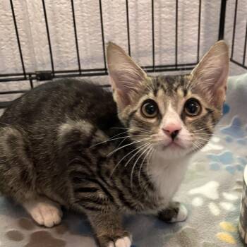 Domestic Short Hair Cats Available for Adoption in Boca Raton, Florida - Sadie 6560 | PetCurious