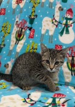 Leo -  Tabby Cat for Adoption in Newberg, Oregon - Leo | PetCurious