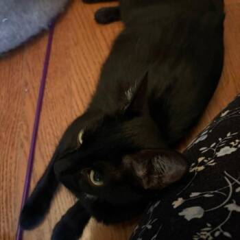Domestic Short Hair Cats Available for Adoption in Burlington, Ontario - Mrs. Peacock | PetCurious