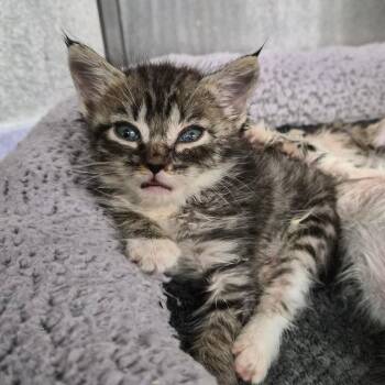 Karina 28673 -  Domestic Short Hair Cat for Adoption in Middleburg, Florida - Karina 28673 | PetCurious