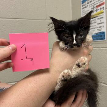 Rita -  Domestic Long Hair Cat for Adoption in Bristol, Indiana - Rita | PetCurious