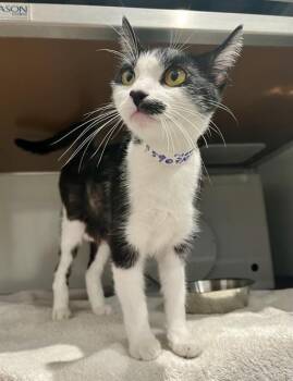 GIZMO -  Domestic Short Hair Cat for Adoption in San Francisco, California - GIZMO | PetCurious
