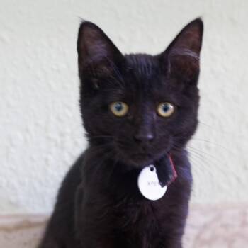 Apep -  Domestic Short Hair Cat for Adoption in Hot Springs, Arkansas - Apep | PetCurious