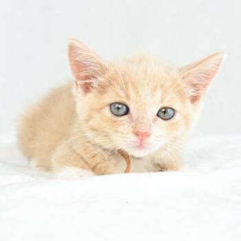 Dorothy -  Domestic Short Hair Cat for Adoption in Mobile, Alabama - Dorothy | PetCurious