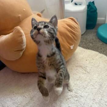 Billy -  Domestic Short Hair Cat for Adoption in Janesville, Wisconsin - Billy | PetCurious