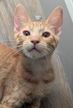 Samson — 16-Week-Old Orange Buff Boy -  Domestic Short Hair Cat for Adoption in Prescott, Arizona - Samson — 16-Week-Old Orange Buff Boy | PetCurious