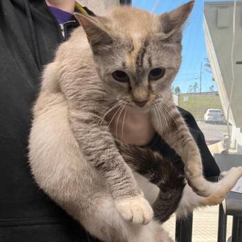 Madonna -  Domestic Short Hair Cat for Adoption in Columbiana, Alabama - Madonna | PetCurious