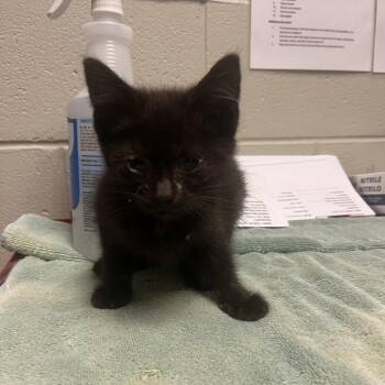 Ross -  Domestic Short Hair Cat for Adoption in Bristol, Indiana - Ross | PetCurious