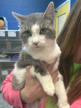 Rescue Domestic Short Hair Cats for Adoption in Salt Lake City, Utah - *Hero* | PetCurious