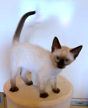 Nina - Bonded with Kona -  Domestic Short Hair and Siamese Cat for Adoption in Fremont, California - Nina - Bonded With Kona | PetCurious