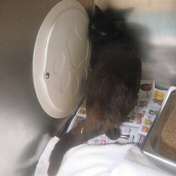 Domestic Short Hair Cats Available for Adoption in Memphis, Tennessee - Tia | PetCurious