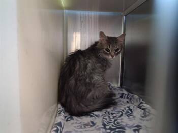 SERAPHINA -  Domestic Long Hair Cat Available for Adoption in Colorado Springs, Colorado - SERAPHINA | PetCurious