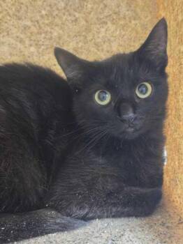 Santa Maria -  Domestic Short Hair Cat for Adoption in Sevierville, Tennessee - Santa Maria | PetCurious