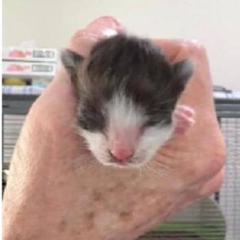 Moose -  Domestic Short Hair Cat for Adoption in League City, Texas - Moose | PetCurious