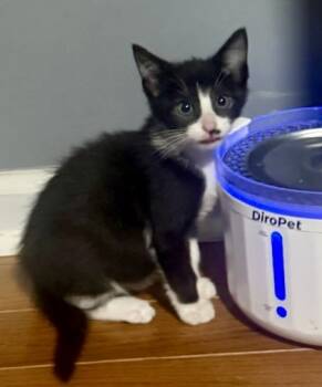 Rescue Domestic Short Hair Cats for Adoption in Columbia, South Carolina - Scrabble | PetCurious