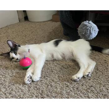 Scarlett -  Domestic Short Hair Cat for Adoption in Austin, Texas - Scarlett | PetCurious