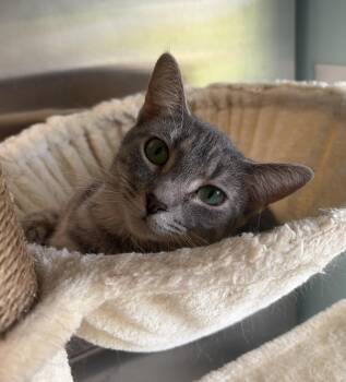 Blue -  Domestic Short Hair Cat for Adoption in Seneca, Pennsylvania - Blue | PetCurious