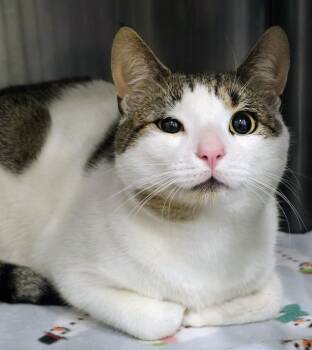 Rescue Domestic Short Hair Cats for Adoption in Lindenhurst, New York - 5-531 Claudius | PetCurious