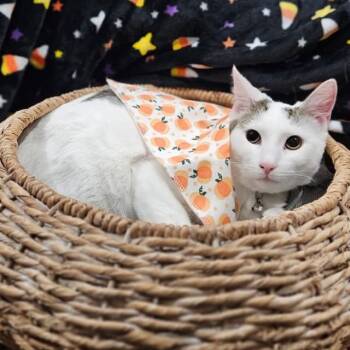 Rescue Domestic Short Hair Cats for Adoption - Dotty | PetCurious