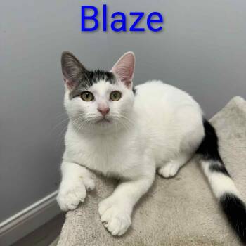 Rescue Extra Toes Cat Hemingway Polydactyl and Domestic Short Hair Cats for Adoption in Carmel, Indiana - Blaze | PetCurious
