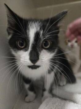 Loaded Potato -  Domestic Short Hair Cat for Adoption in Savannah, Georgia - Loaded Potato | PetCurious