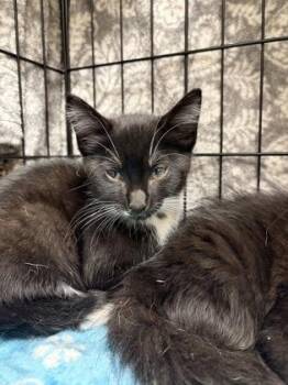 Cortado -  Domestic Short Hair Cat for Adoption in Westland, Michigan - Cortado | PetCurious